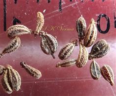  Fruits